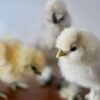 Silkie Chicks