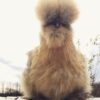 Silkie Chicks - Image 11