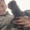 Silkie Chicks - Image 10