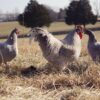 Lavender Orpington Hatching Eggs - Image 7