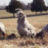 Lavender Orpington Hatching Eggs - Image 6