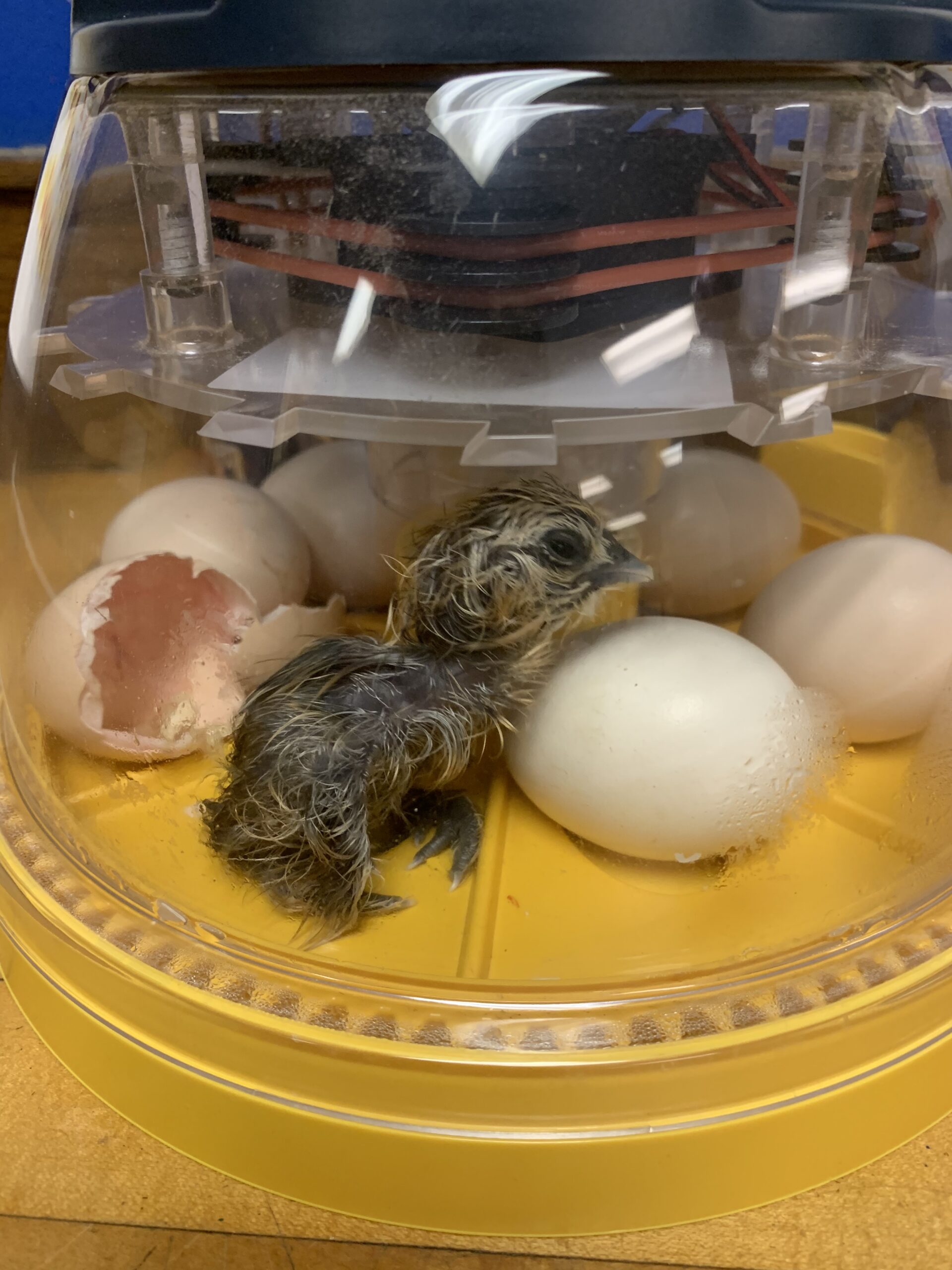Silkie Hatching Eggs Better With Thyme