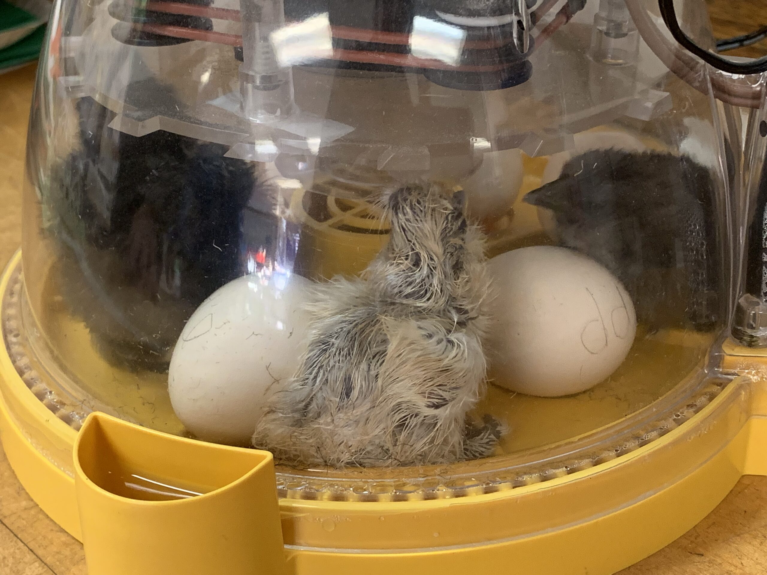 color silkie chicken eggs color silkie chicken eggs
