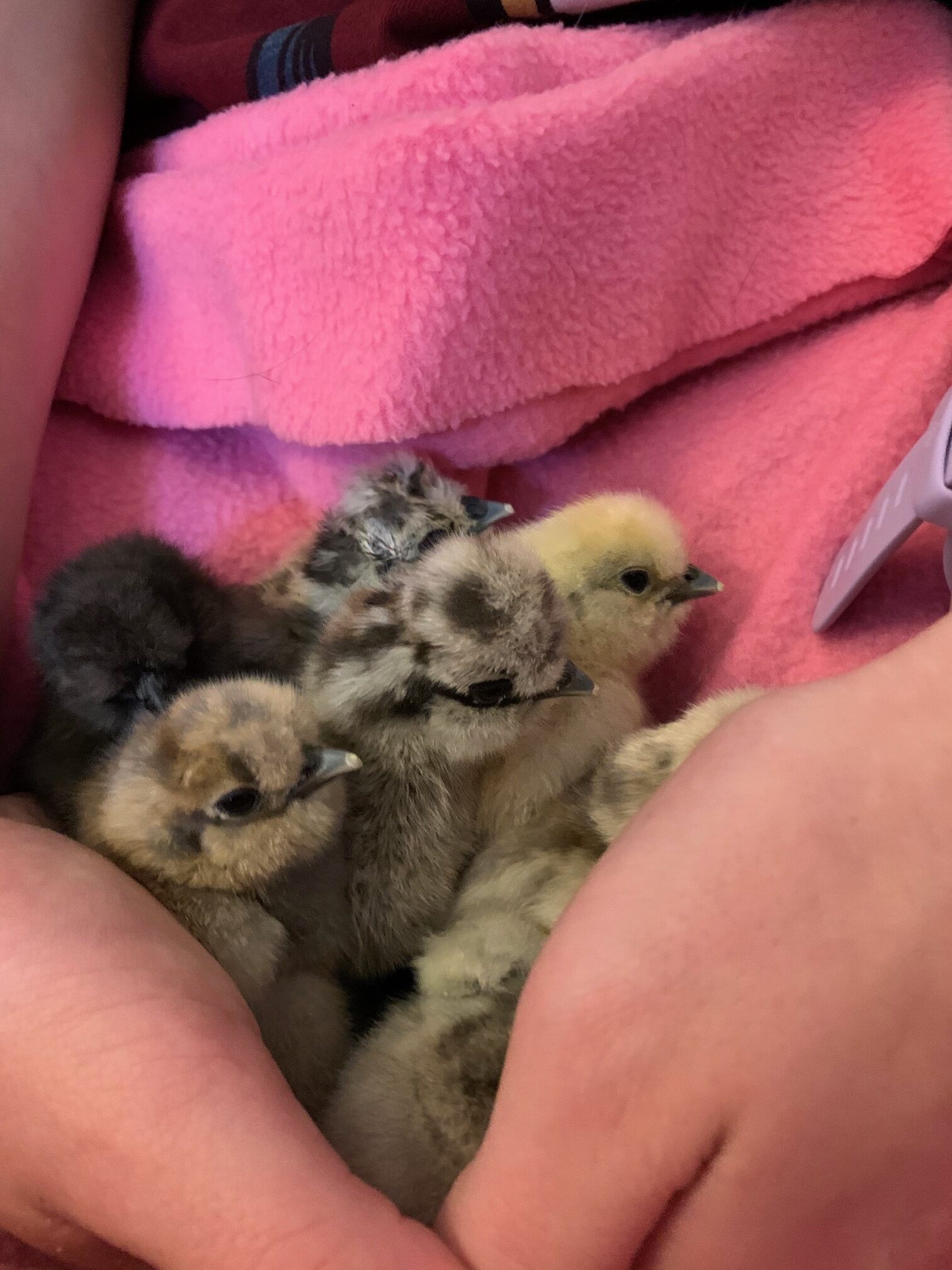 Silkie Hatching Eggs Better With Thyme