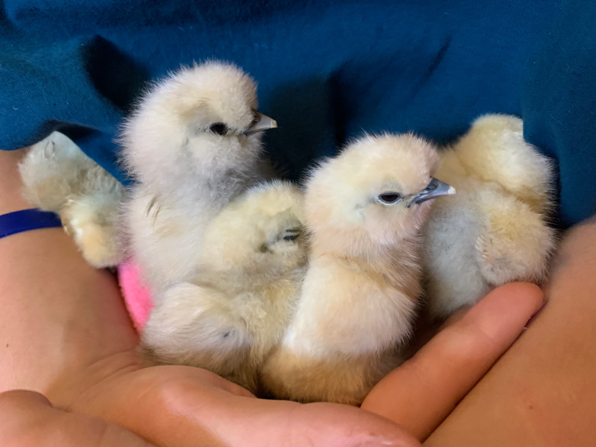 Silkie Hatching Eggs Better With Thyme