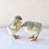 Lavender Orpington Hatching Eggs - Image 2