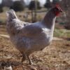 Lavender Orpington Hatching Eggs - Image 5