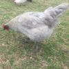 Lavender Orpington Hatching Eggs - Image 9