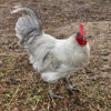 Lavender Orpington Hatching Eggs - Image 8
