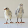 Lavender Orpington Hatching Eggs - Image 3