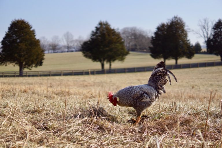 Cream Legbar Hatching Eggs Better With Thyme