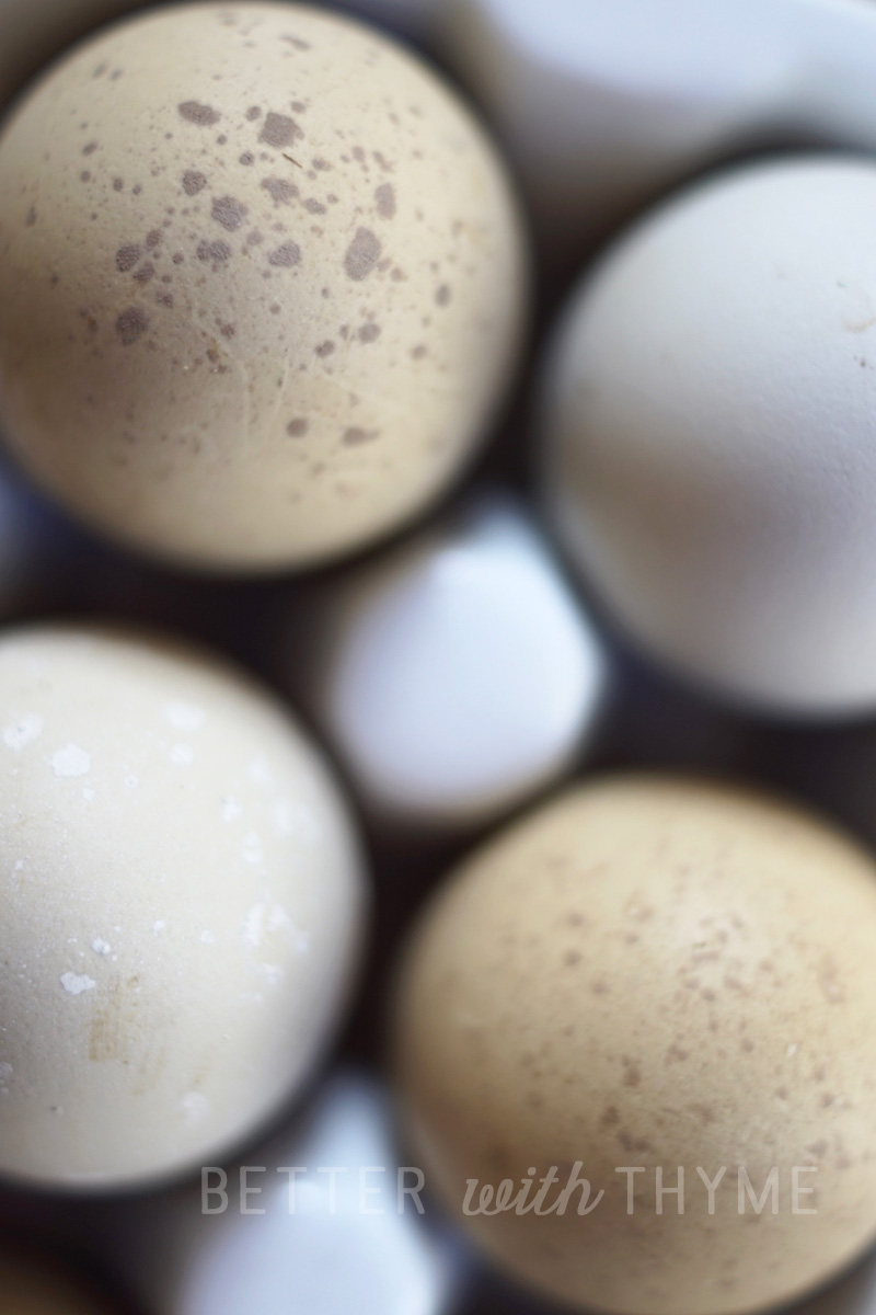 10 GREENFIRE Isbar Hatching Eggs NPIP AI Clean FREE SHIP 