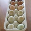 Colorful Egg Basket Hatching Eggs