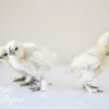 Silkie Chicks - Image 6