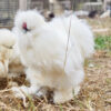 Silkie Chicks - Image 9