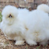 Silkie Chicks - Image 8