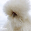 Silkie Chicks - Image 7