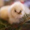 Silkie Chicks - Image 3