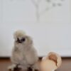 Blue Silkie Chick