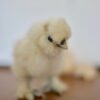 Silkie Chicks - Image 4