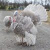 Blue Slate Turkeys (Tom and Hen)
