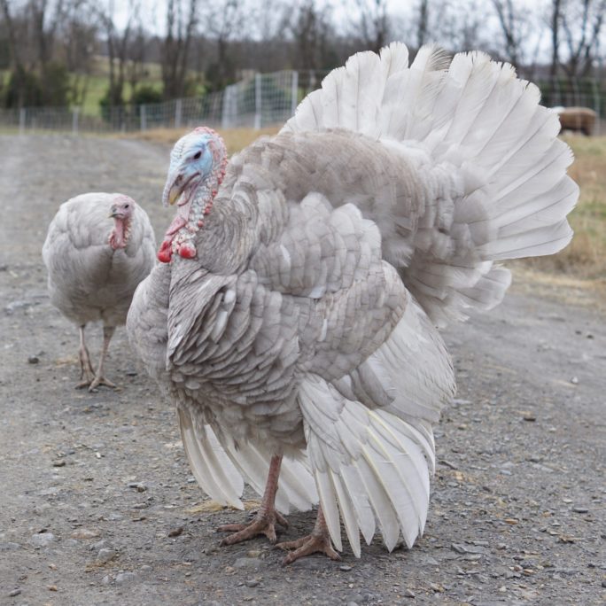Blue Slate Turkeys (Tom and Hen)