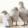 Lavender Orpington Hatching Eggs - Image 4