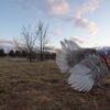 Blue Slate Turkey Hatching Eggs - Image 6