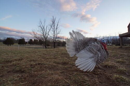 Blue Slate Turkey Hatching Eggs - Image 6