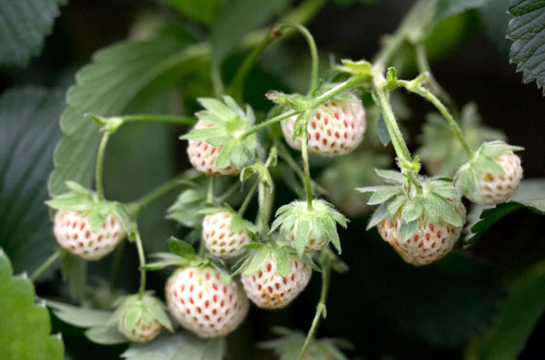 Pineberry Strawberry Plant – Better With Thyme