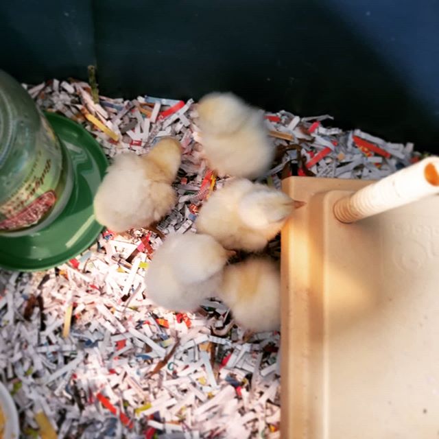 24 Original Bresse Chicken Hatching Eggs – 2017 Import – Rare USA Stock