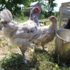 Splash Marans Hatching Eggs - Image 3