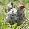 Splash Marans Hatching Eggs - Image 2