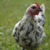 Splash Marans Hatching Eggs