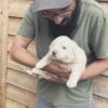 Puppy Deposit