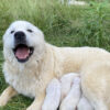 Puppy Deposit - Image 2