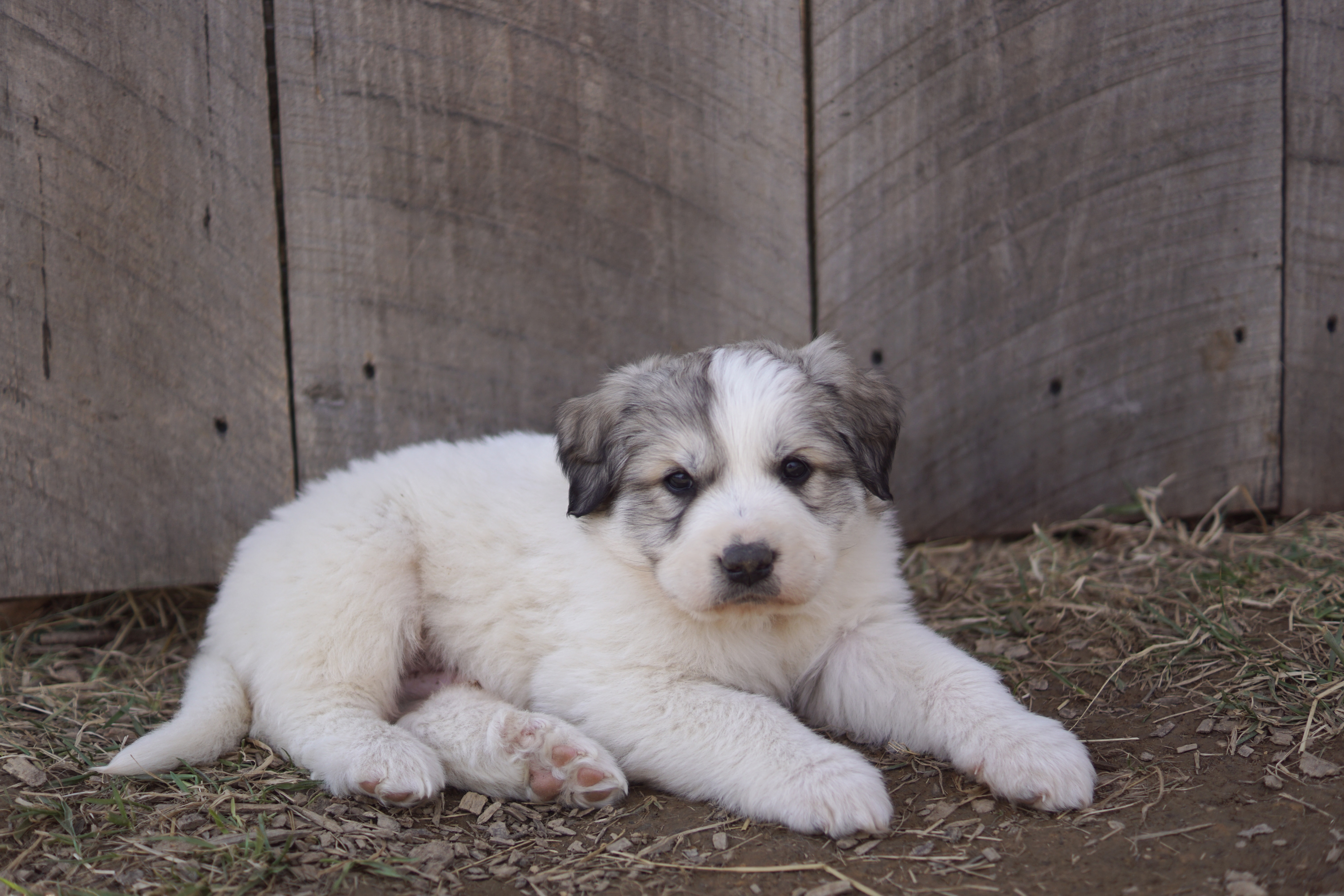 Akc registered great pyrenees puppies hot sale for sale