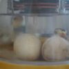 Blue Slate Turkey Poults in an Incubator