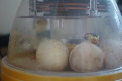 Blue Slate Turkey Poults in an Incubator