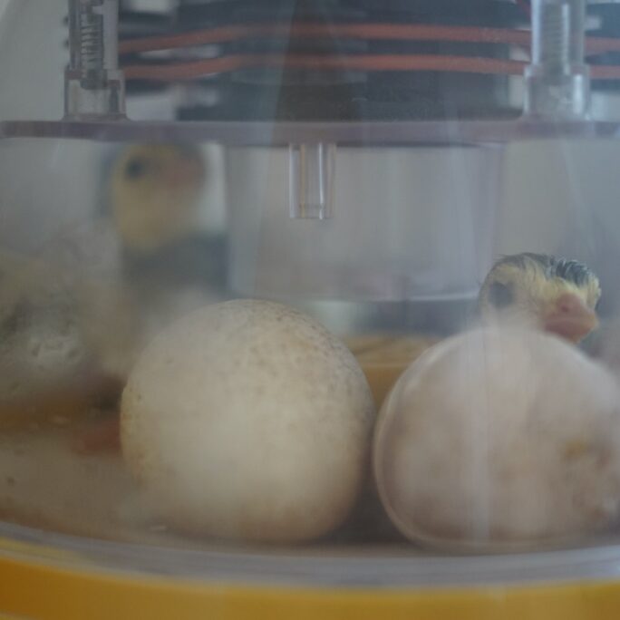 Blue Slate Turkey Poults in an Incubator