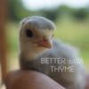 Blue Slate Turkey Hatching Eggs - Image 4