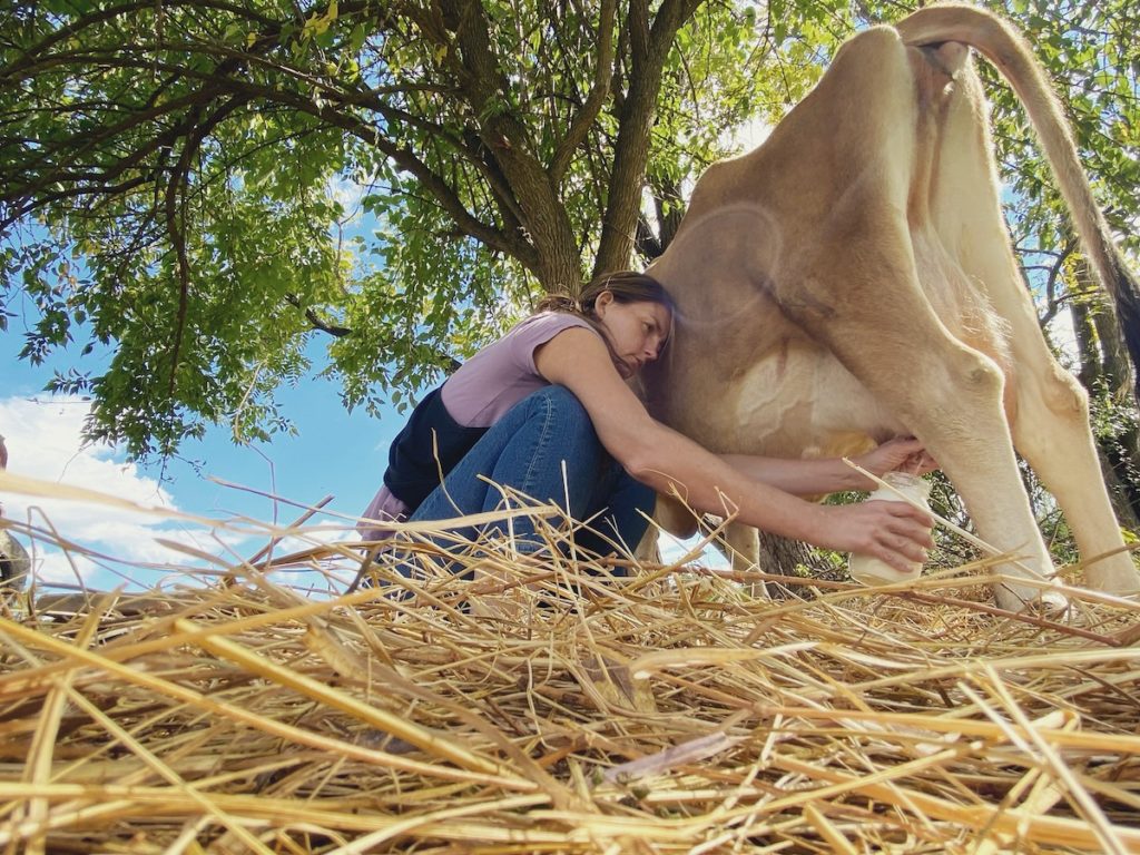 Milking a miniature Jersey cow.