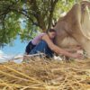 Grass fed A2 raw milk - Image 2