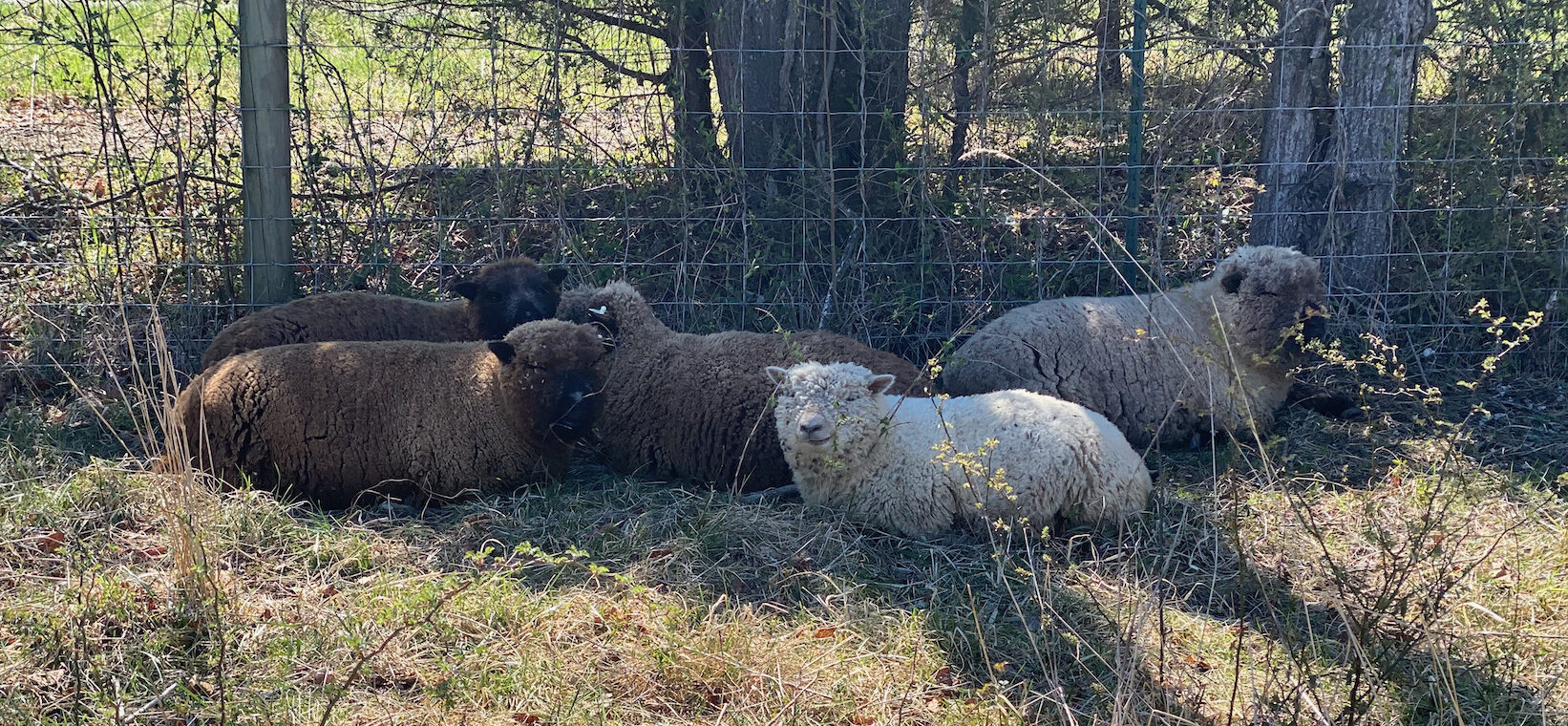 Ewes chewing their cuds