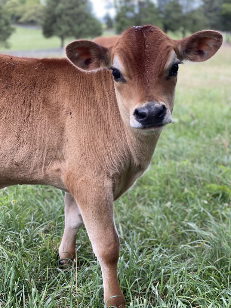 Jersey deals calf pictures