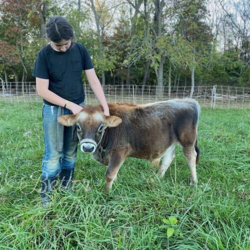 Bull Calf Deposit