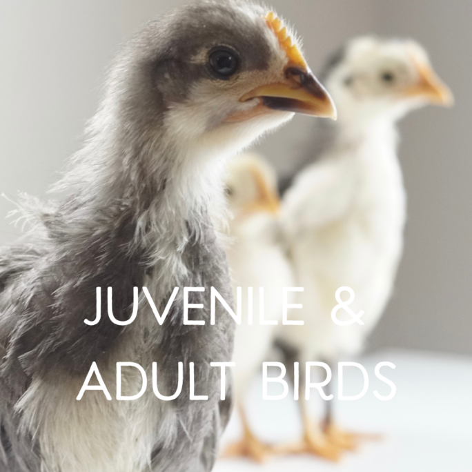 Juvenile & Adult Birds