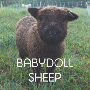 Babydoll Ewe Lamb BWT Lavender