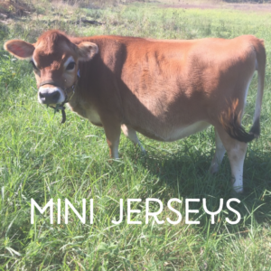 Mini Jersey Cow MMF Moonbeam-P