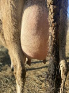 A2A2 Mini Jersey COM Mint Leaf-PP udder 1 day before calving